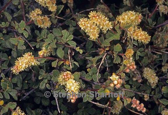 holodiscus discolor var microphyllus 2 graphic